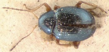 Media type: image; Entomology 9804   Aspect: habitus dorsal view